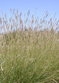 Pennisetum spathiolatum 